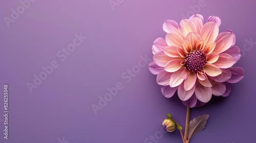 A beautiful flower in full bloom against a solid background. The petals are soft and delicate  and the colors are vibrant and eye-catching.