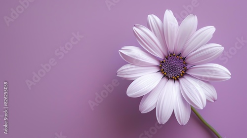 A beautiful purple Osteospermum flower in full bloom against a solid purple background. The petals are delicate and the colors are vibrant.