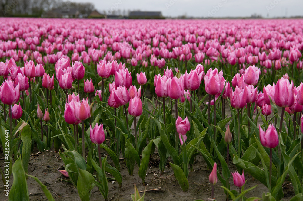 Tulip fields in April. Spring in the Netherlands, the famous Dutch ...