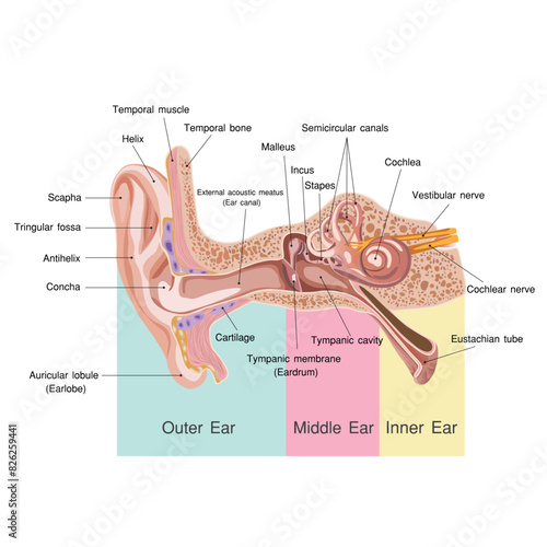 ear