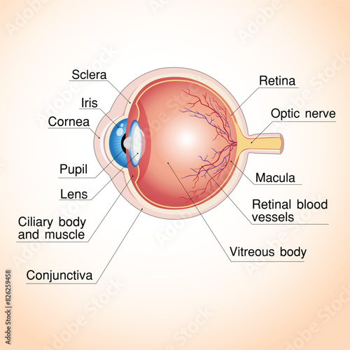 eye
