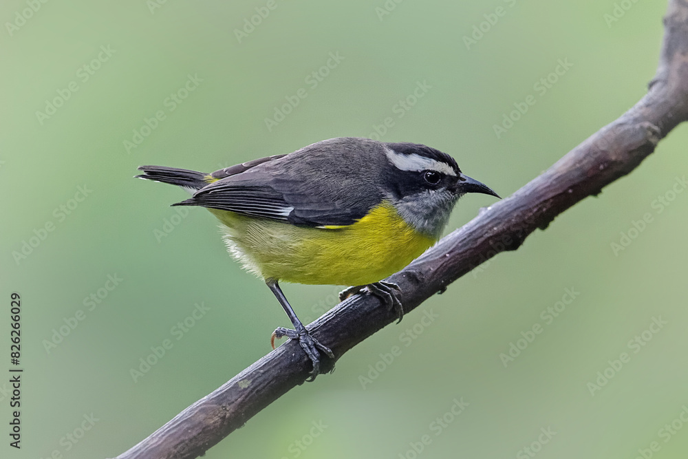 Naklejka premium Bananaquit also known as Cambacica. Coereba flaveola is a yellow, black, and white colorful tropical bird in the tanager family.