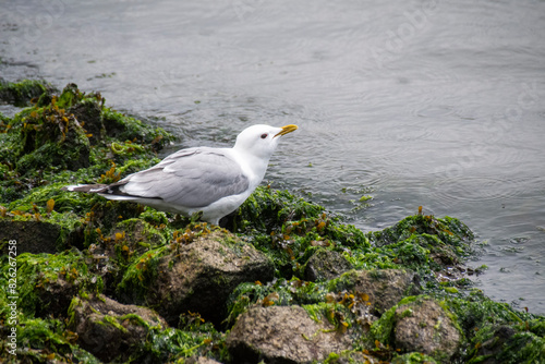 Travemuende photo