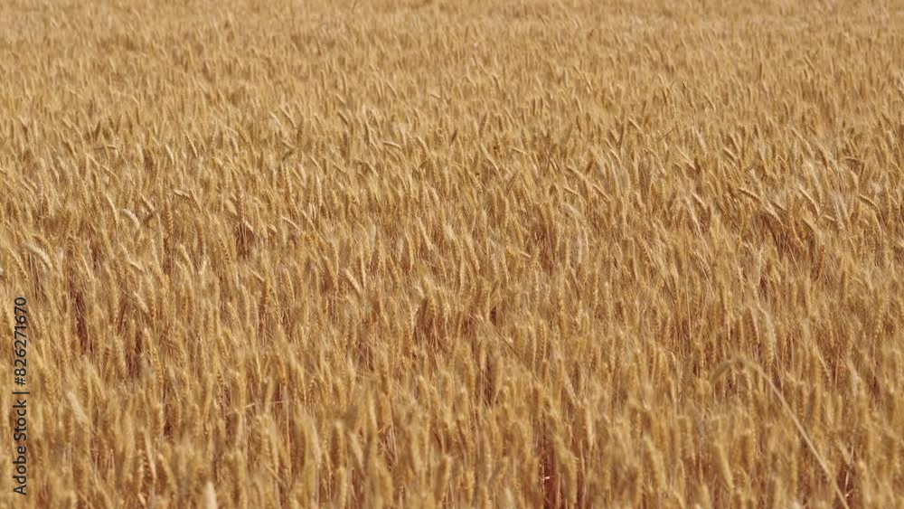 golden wheat field. Background of ripening ears of meadow wheat field. golden wheat field. Background of ripening ears of meadow wheat field.