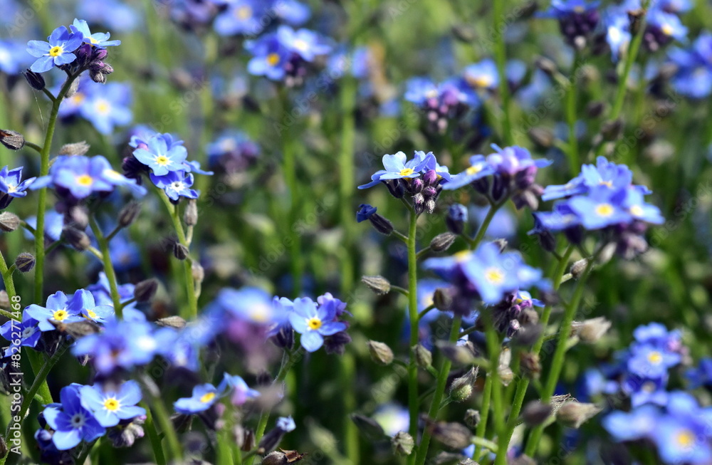 Blaue Vergissmeinnichtblüten im Frühling Blaue Vergissmeinnichtblüten im Frühling