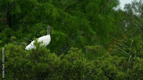 Wood stork with nesting stick in beak for nest building, perched in tree, flying away Florida wetlands 4k photo
