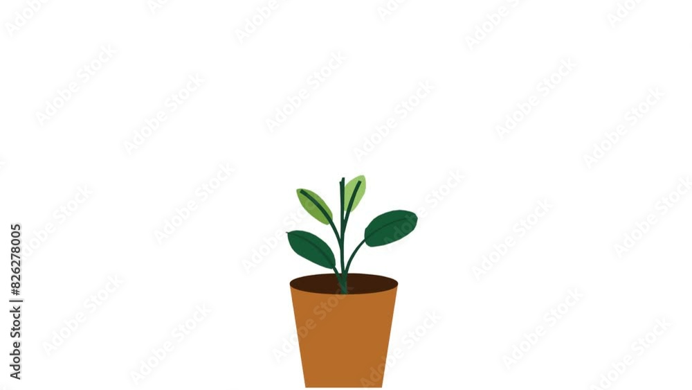 Plant with 9 leaves grows and germinates in terracotta pot on white background Plant with 9 leaves grows and germinates in terracotta pot on white background