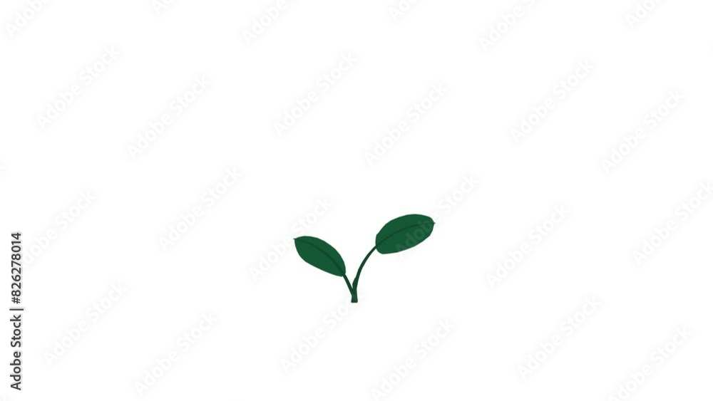 Plant with 2 leaves grows and germinates on white background Plant with 2 leaves grows and germinates on white background