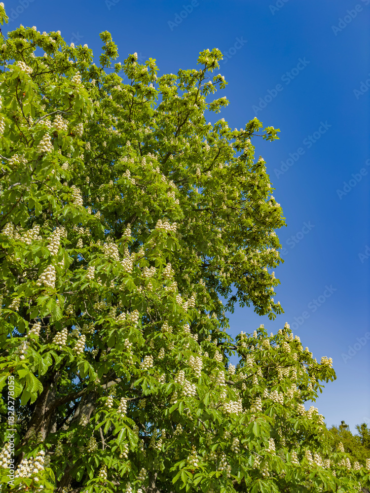 Spectacular view of a horse chestnut tree covered in beautiful white blossoms, set against a vivid blue sky, epitomizing the essence of spring Spectacular view of a horse chestnut tree covered in beautiful white blossoms, set against a vivid blue sky, epitomizing the essence of spring