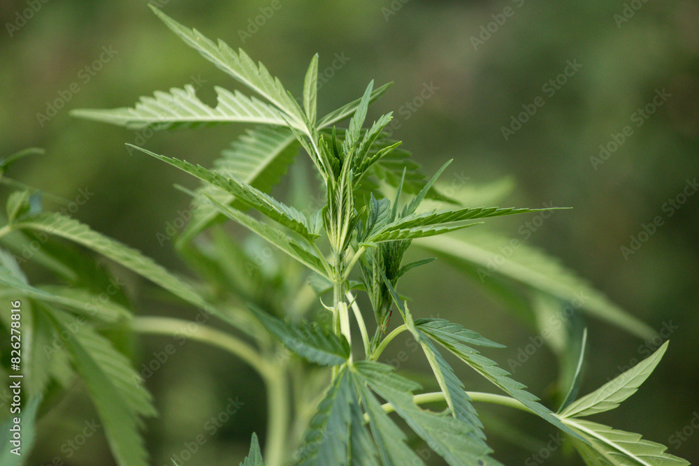 Obraz premium Cannabis plant growing in july with nice healthy green leaves