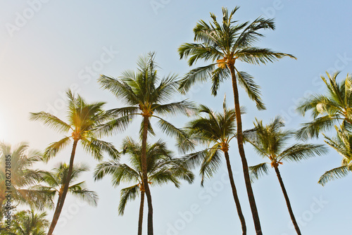 фотографія Tropical Palm Trees Blow By The Hawaiian Ocean Blue Skies