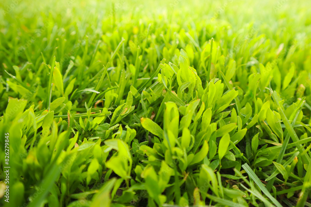 Fresh green grass background in sunny summer day. Defocused green nature background. Close-up macro. Fresh green grass background in sunny summer day. Defocused green nature background. Close-up macro.