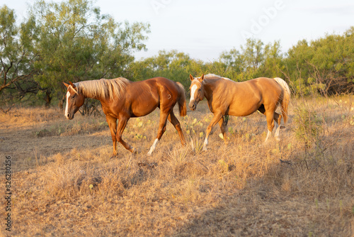 Two horses walking in field with dead grass and green trees