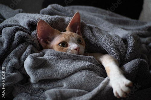 Young Devon Rex resting covered in gray blanket © Cavan