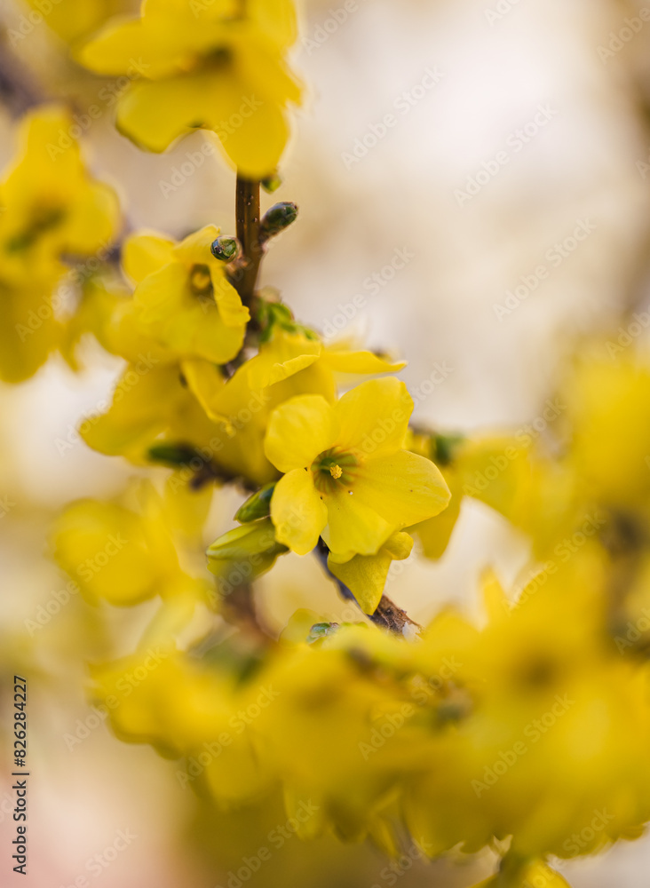 Close up of yellow flowers on forsythia shrub blooming in spring. Close up of yellow flowers on forsythia shrub blooming in spring.