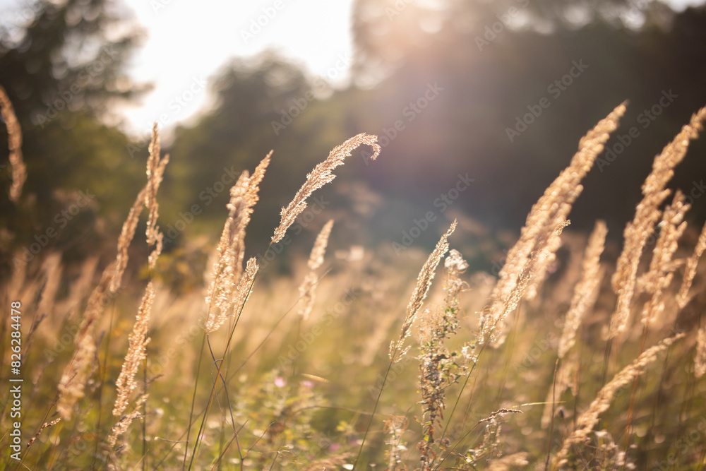 Golden Grasses - Tall dry grasses in sunlight Golden Grasses - Tall dry grasses in sunlight