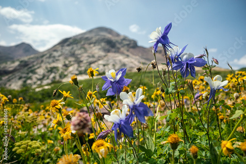 Columbine flower in the Weminuche Wilderness, Colorado photo