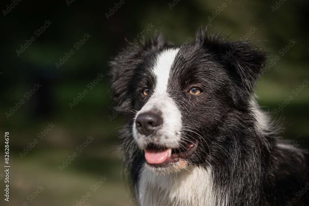 Portrait of a black and white Border Collie Portrait of a black and white Border Collie