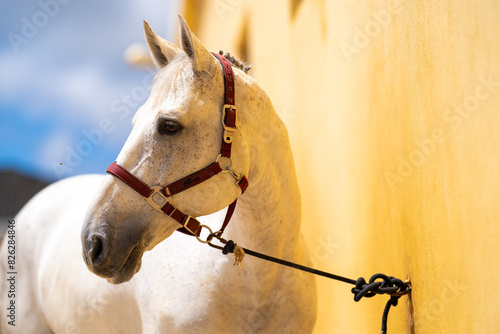 portrait of a white horse in a bridle on a sunny day