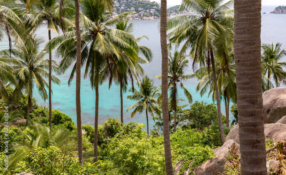 Palm trees and turquoise waters from Koh Tao, Thailand Palm trees and turquoise waters from Koh Tao, Thailand