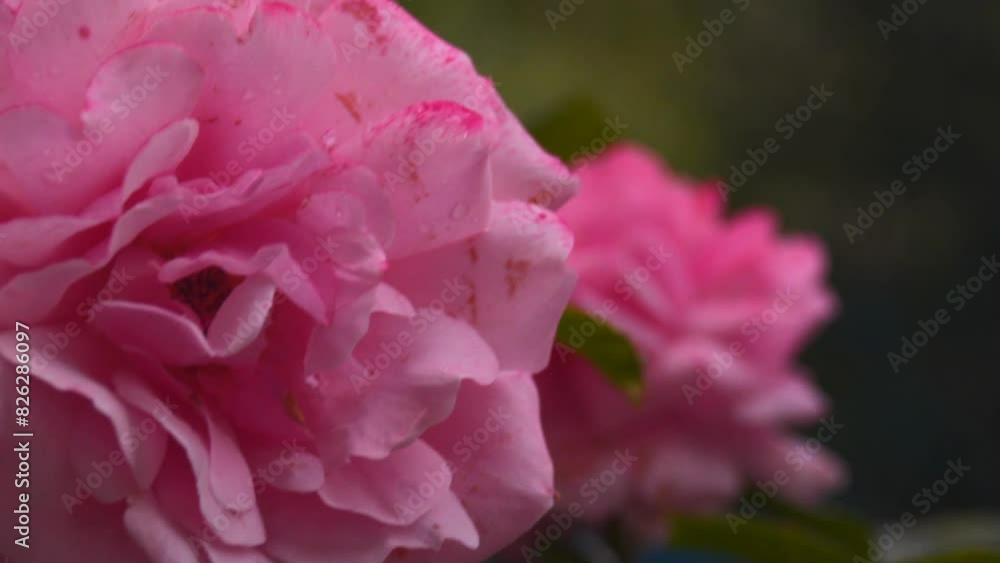 Close up, macro shot of pink flower, blowing in the wind , slow motion 100fps Close up, macro shot of pink flower, blowing in the wind , slow motion 100fps