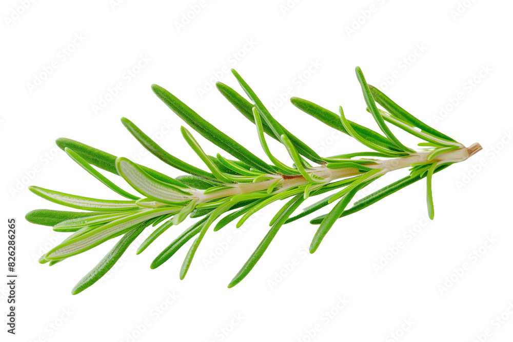 rosemary leaf isolated on a transparent background, png cutout image rosemary leaf isolated on a transparent background, png cutout image