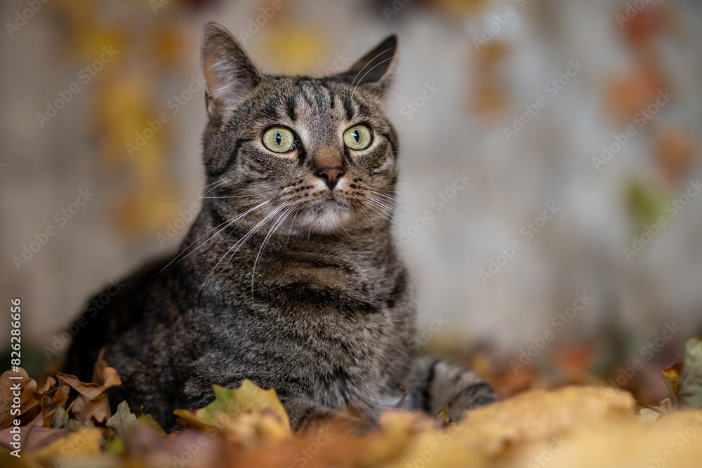 Cat lies in autumn leaves and looks frightened Cat lies in autumn leaves and looks frightened