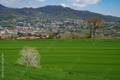 Landscape  near Imbersago, Lecco province, Italy, at springtime photo
