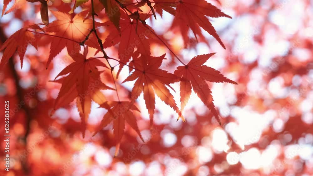 Close-up of autumn colorful leaves blowing by the wind. Close-up of autumn colorful leaves blowing by the wind.