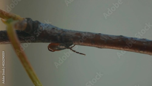 Wallpaper Mural detailed close-up of a tick perched on a branch, showcasing its dark brown body and reddish-orange markings. The background is blurred, highlighting the tick's features. Copy space. Torontodigital.ca