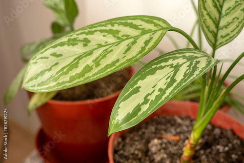 close-up leaf of aglaonema flower,