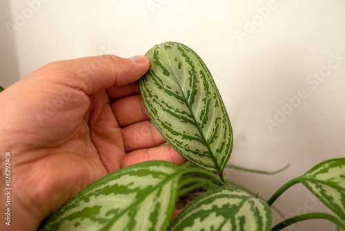 close-up leaf of aglaonema flower,