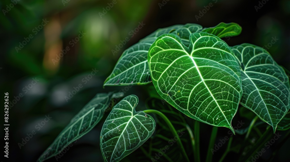 Alocasia Macrorrhizos A Species of Flowering Plant Native to Rainforests from Borneo to Queensland Alocasia Macrorrhizos A Species of Flowering Plant Native to Rainforests from Borneo to Queensland