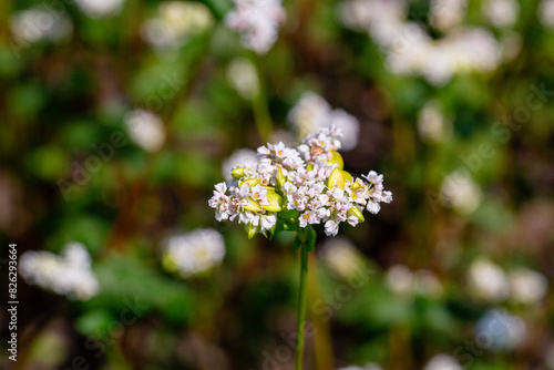 Buckwheat macro with white flowers. Fagopyrum esculentum