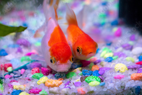 orange fish in the home aquarium, ornamental fish in the aquarium,