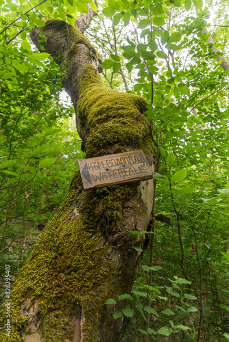 Wooden sign in the forest showing the road to the waterfall. photo