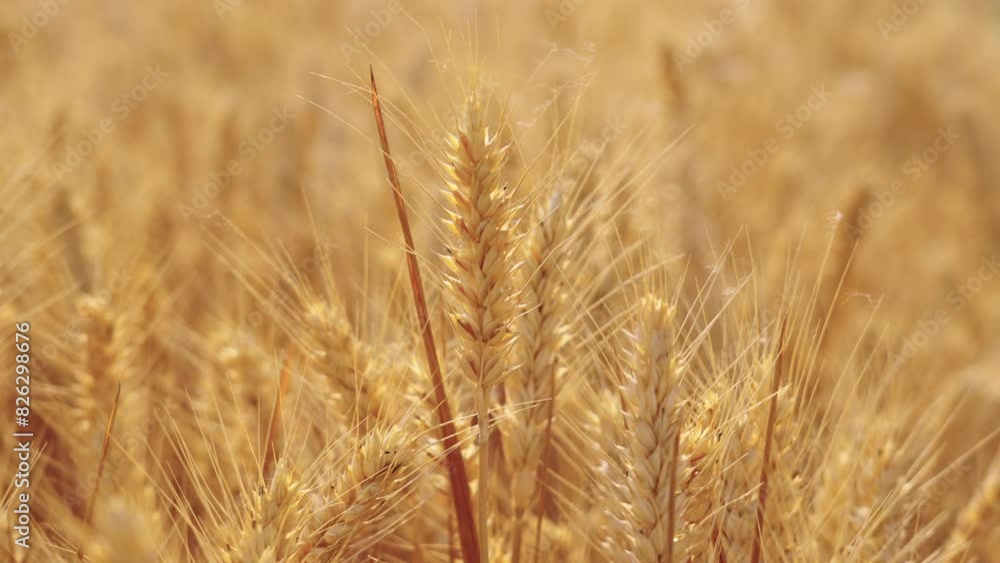 golden wheat field. Ears of golden wheat close up. golden wheat field. Ears of golden wheat close up.