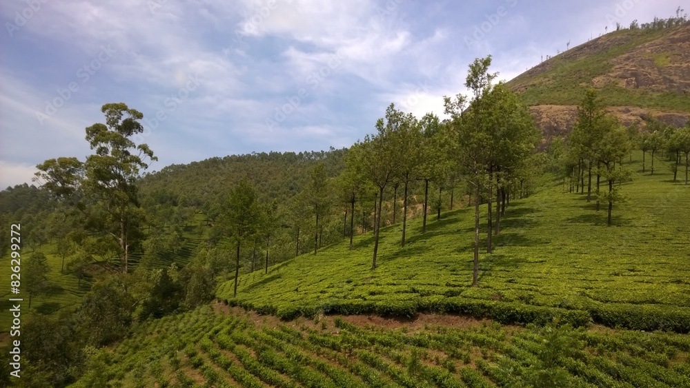 Fototapeta premium Tea plantations on a hillside. Kerala, India