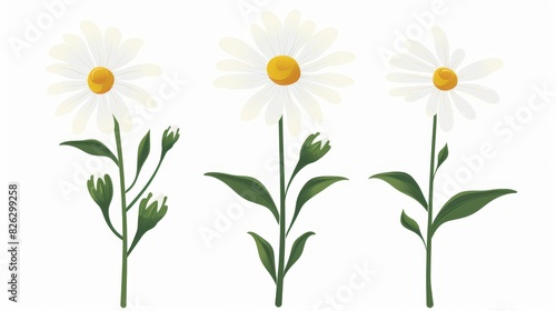 Embroidered icon of chamomile flowers with three heads isolated on white background. Modern illustration.