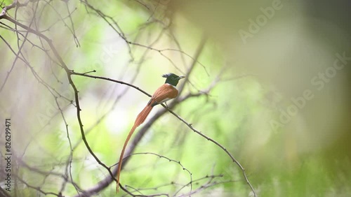 Indian Paradise Flycatcher with hunt in forest photo
