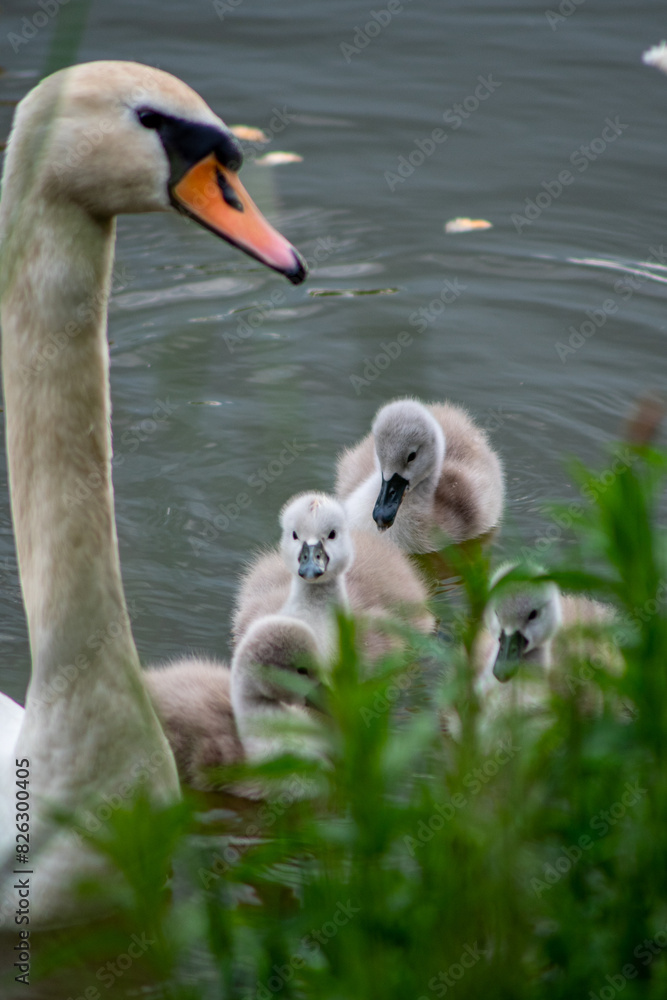 swan and his babies beautiful wallpaper