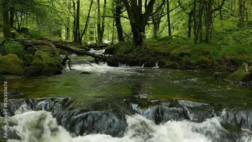 Rapids along the River Fowey as it flows through woodland. Golitha Falls Nature Reserve. Cornwall. Spring. UK