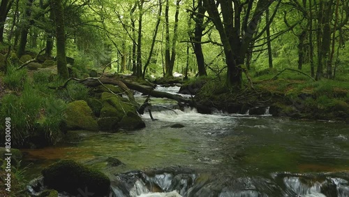 The River Fowey flowing through woodland in late Spring. Golitha Falls Nature Reserve. Cornwall. England. photo