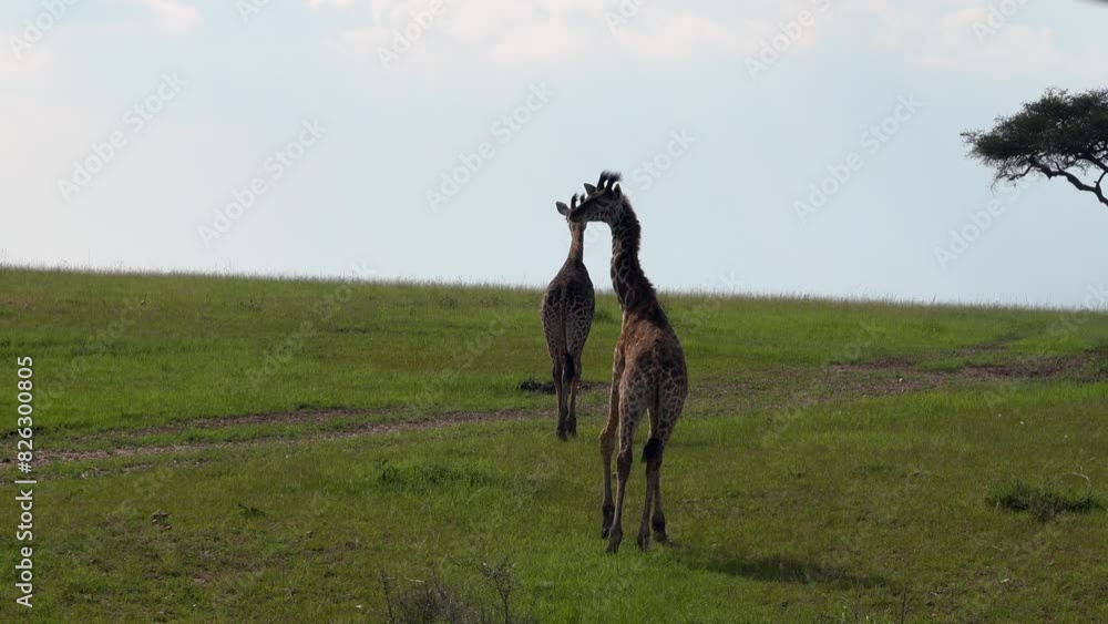 Shot of two giraffes from the back, with a tree visible in the background. Shot of two giraffes from the back, with a tree visible in the background.