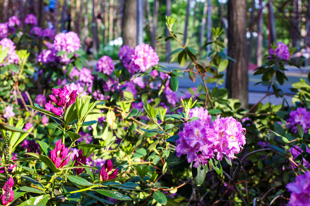 Pink flowers of Siberian rhododendron copy space. Pink flowers of Siberian rhododendron copy space.