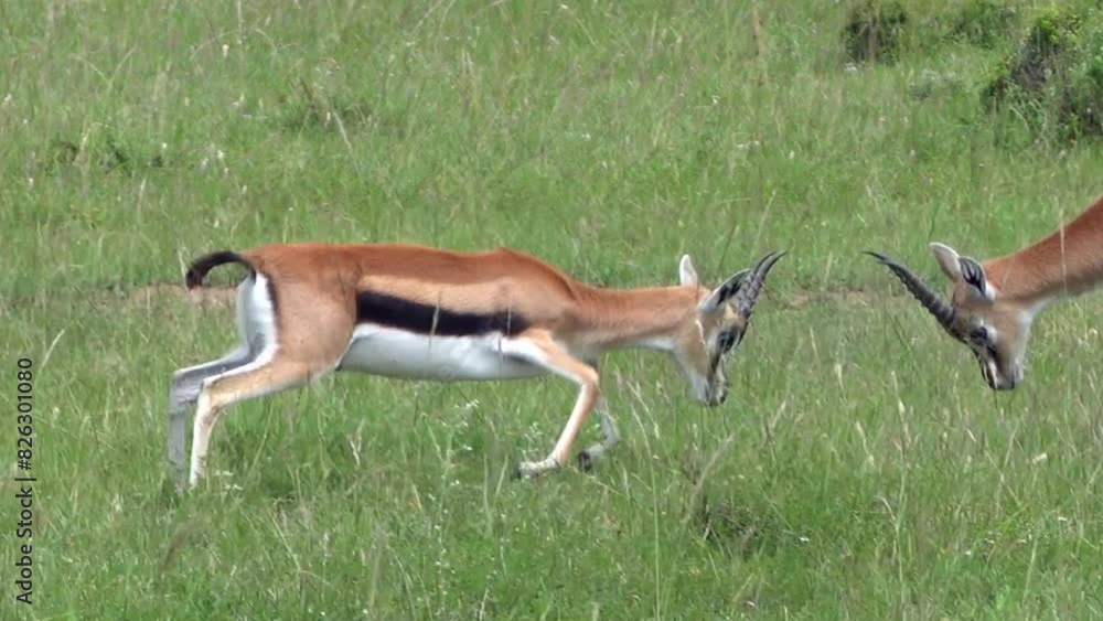 Thomson's gazelles fighting in Maasai Mara National Reserve, Kenya Thomson's gazelles fighting in Maasai Mara National Reserve, Kenya