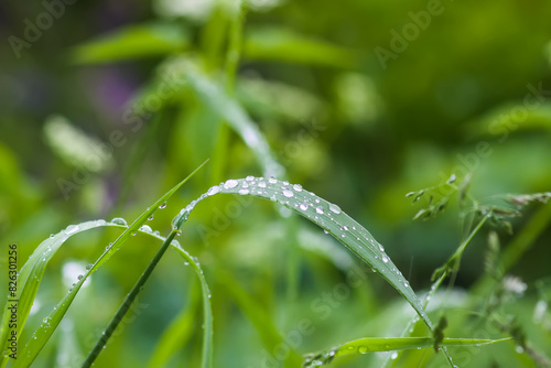 Close up of fresh grass with dew drops.