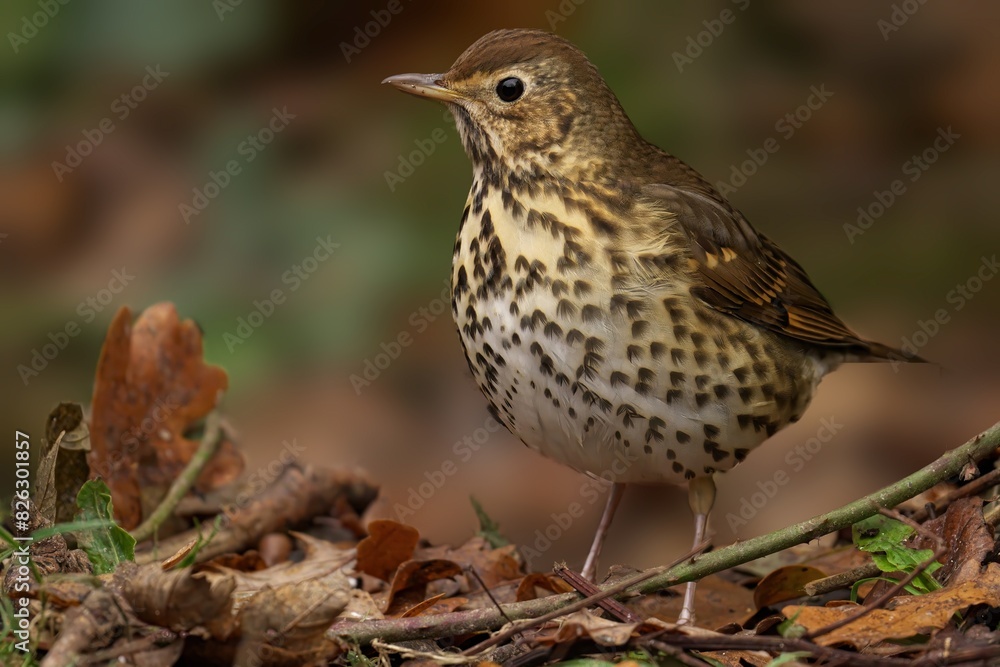 Song thrush with black markings and yellow legs on leaf-strewn ground Song thrush with black markings and yellow legs on leaf-strewn ground