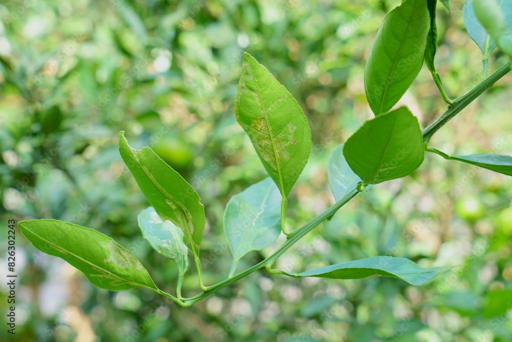 柑橘類の葉のエカキムシ 柑橘類の葉のエカキムシ