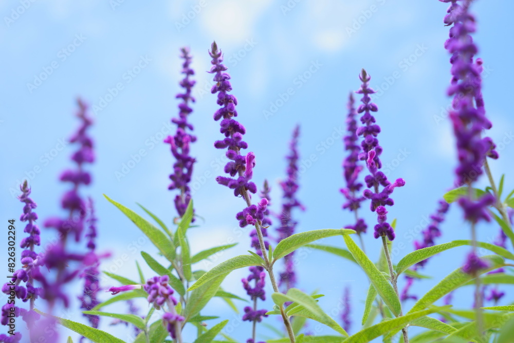 Naklejka premium 青空バックのアメジストセージ